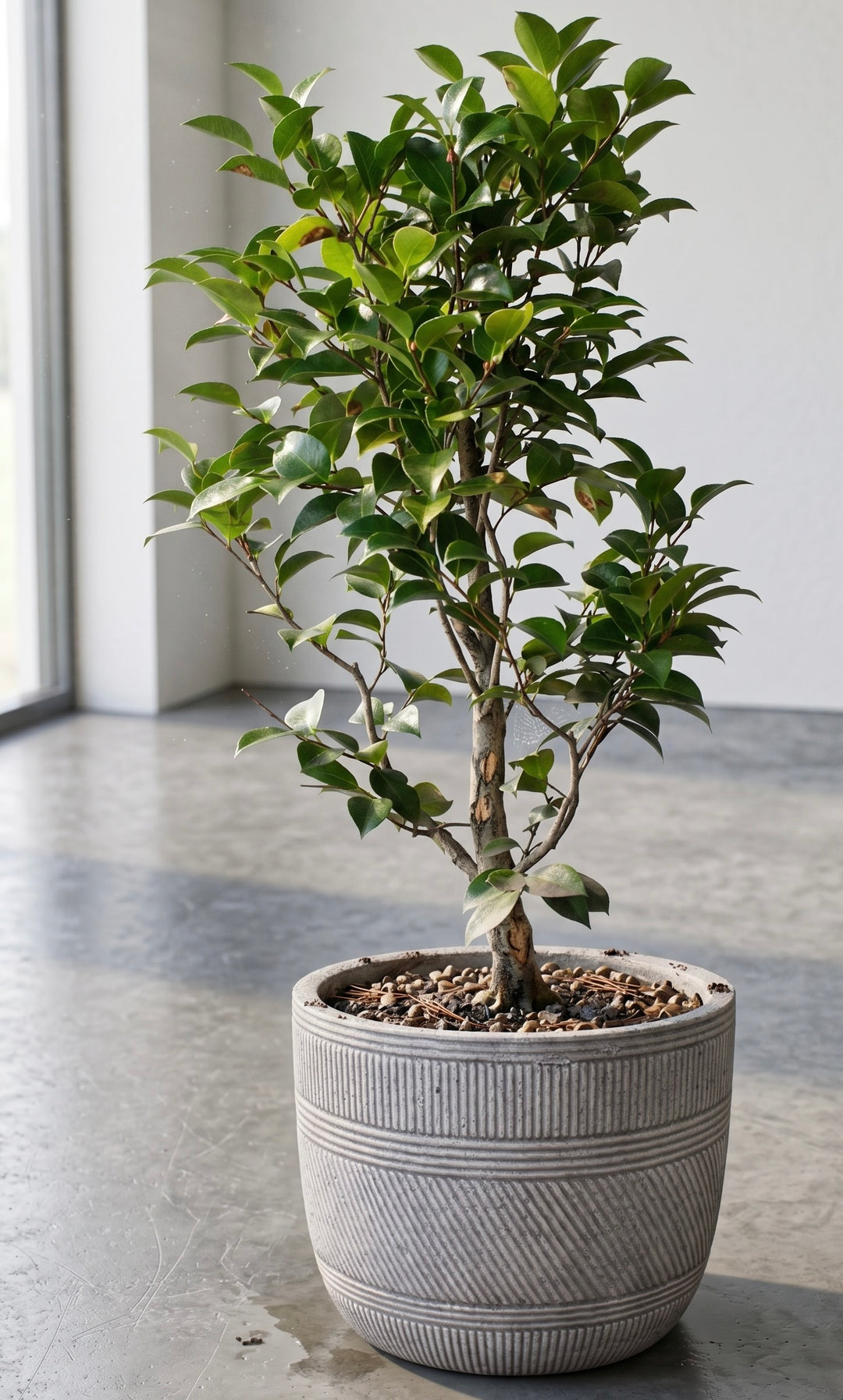Celia XL (Camelia)