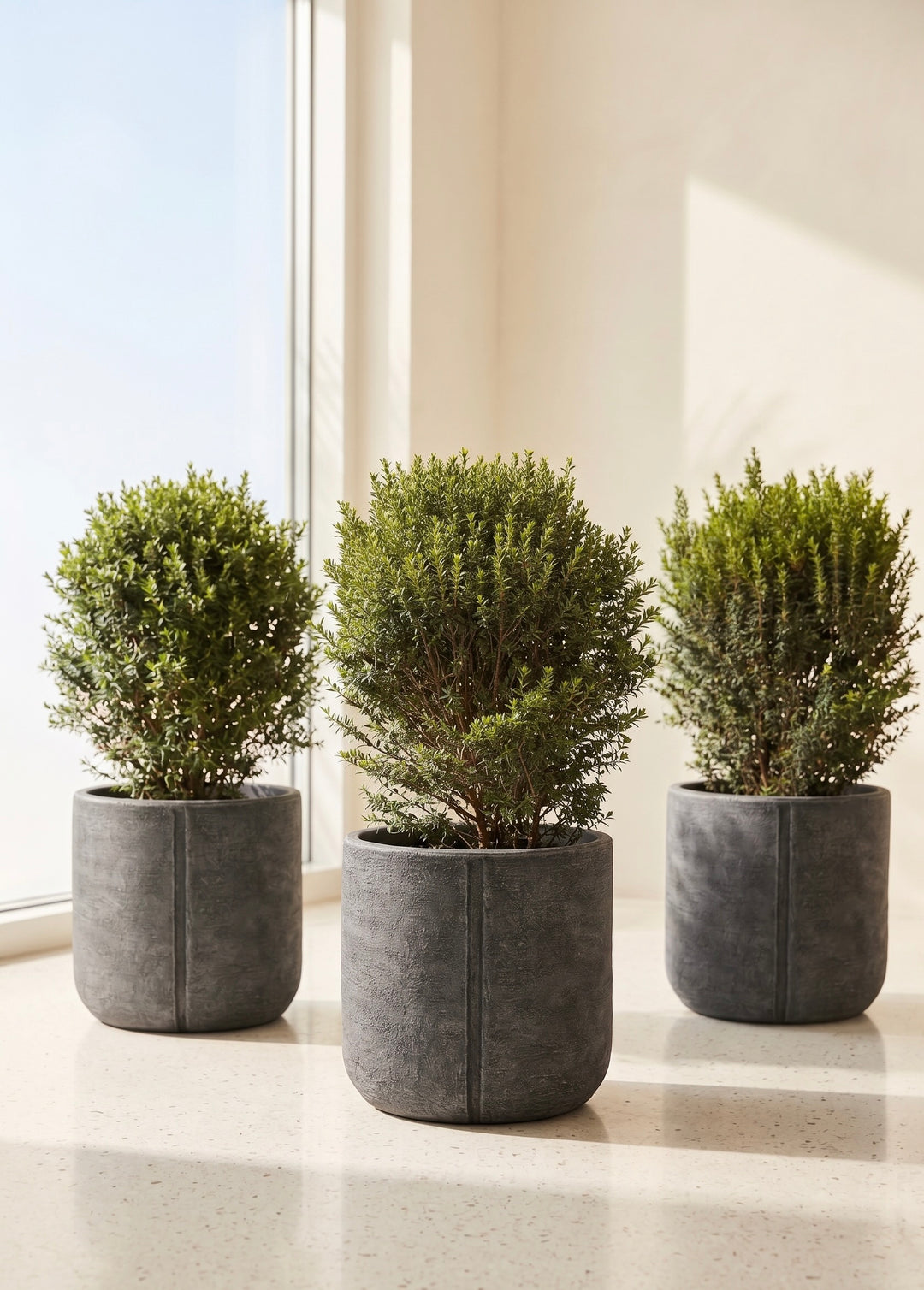 Mirto (Myrtus communis)