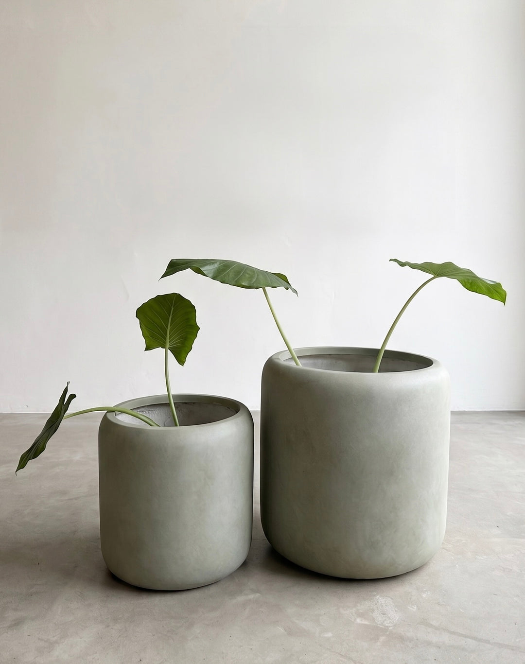 Hong Kong Verde 42 (Macetero Fiberclay)
