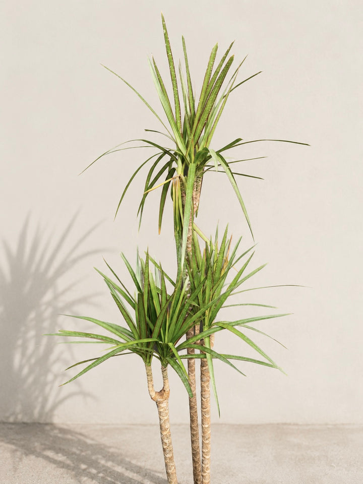 Dracena Marginata Trio