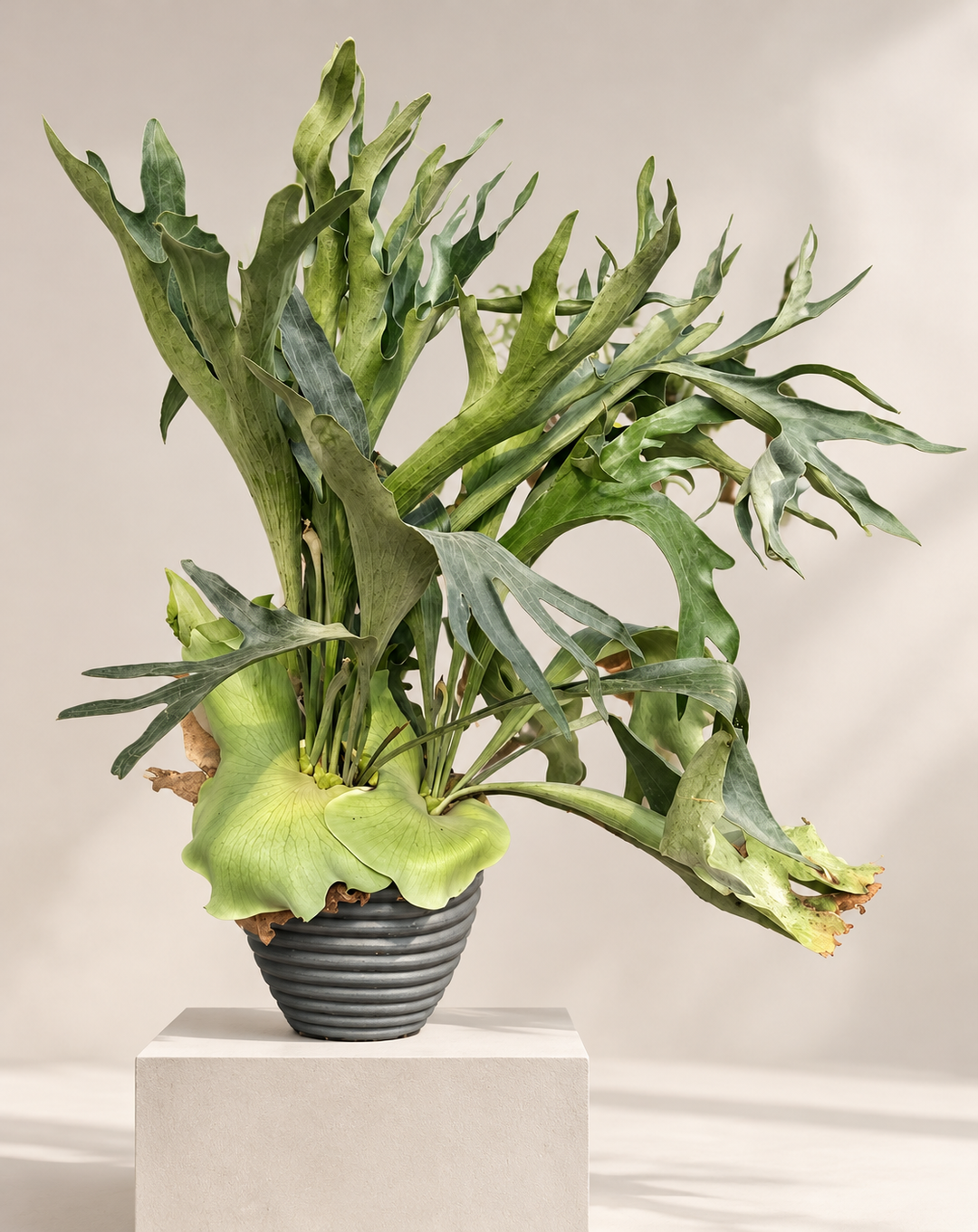 Cuerno de Alce 4 años (Platycerium)
