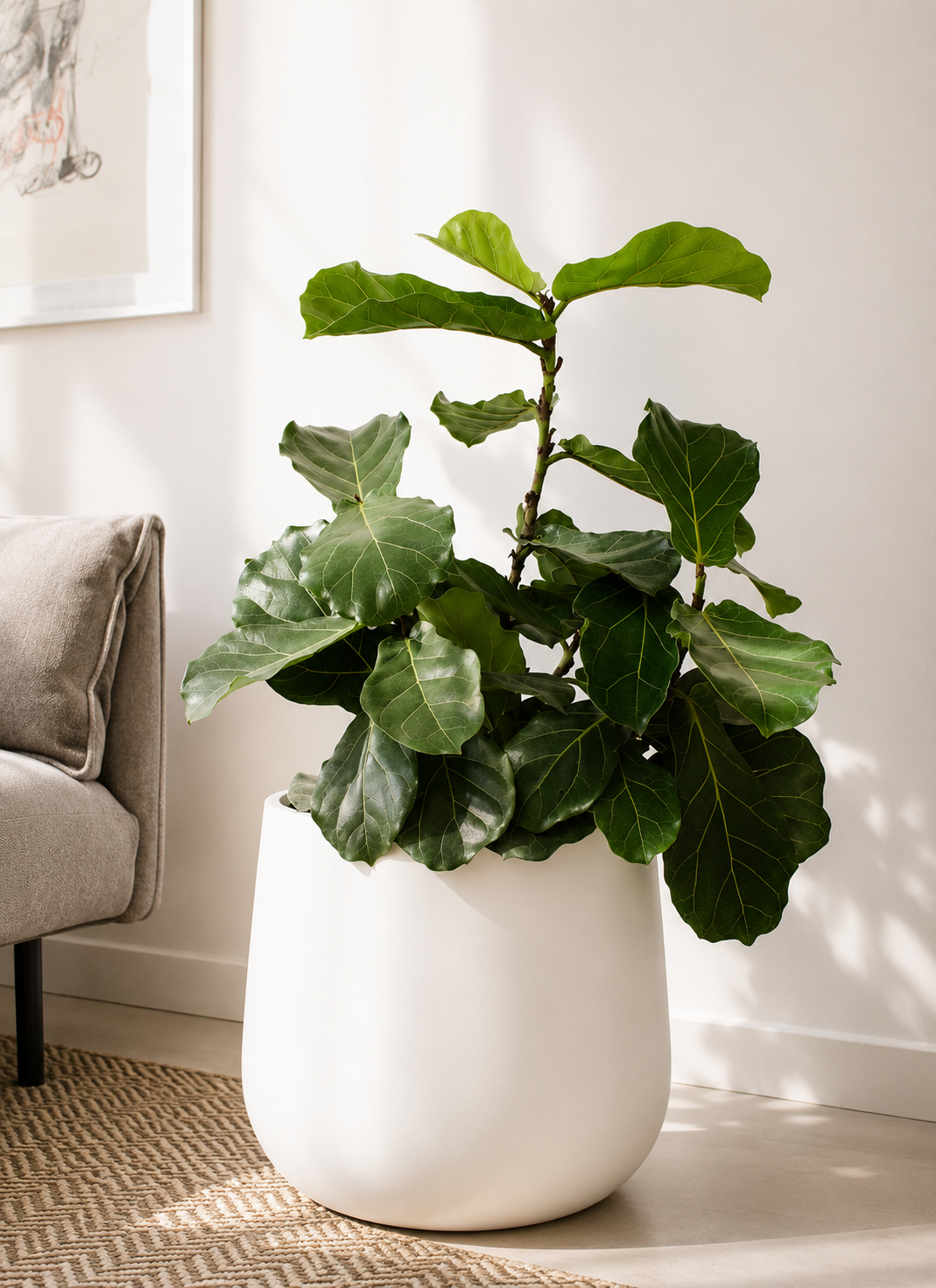 Fidel XL (Ficus Lyrata)