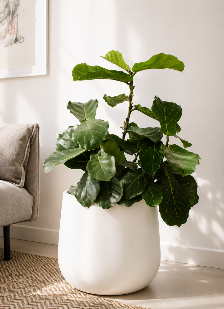 Fidel XL (Ficus Lyrata)