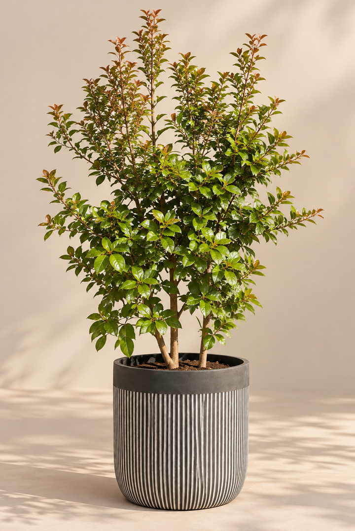 Peumo 3 años 1,4 m (Cryptocarya alba)