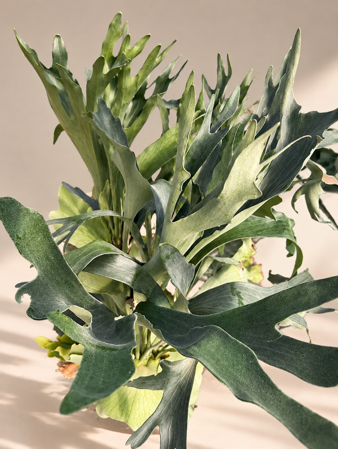 Cuerno de Alce 4 años (Platycerium)