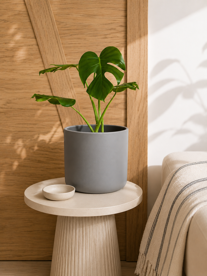 Mariana L (Monstera Deliciosa)