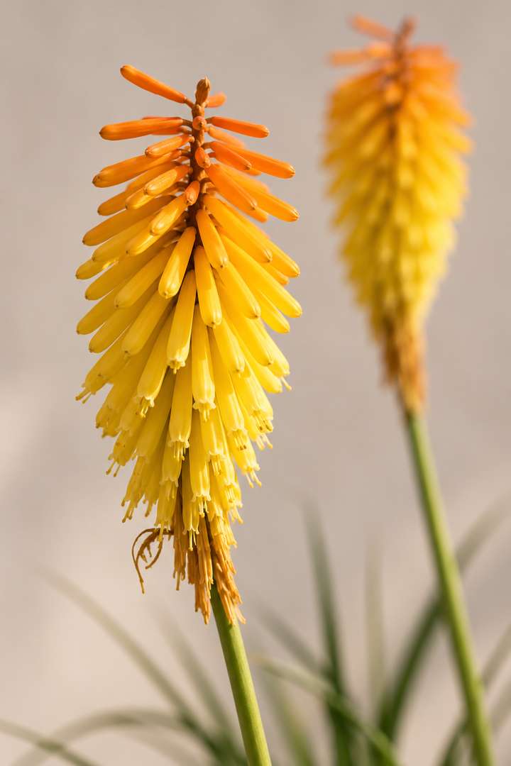 Tritoma (Kniphofia)