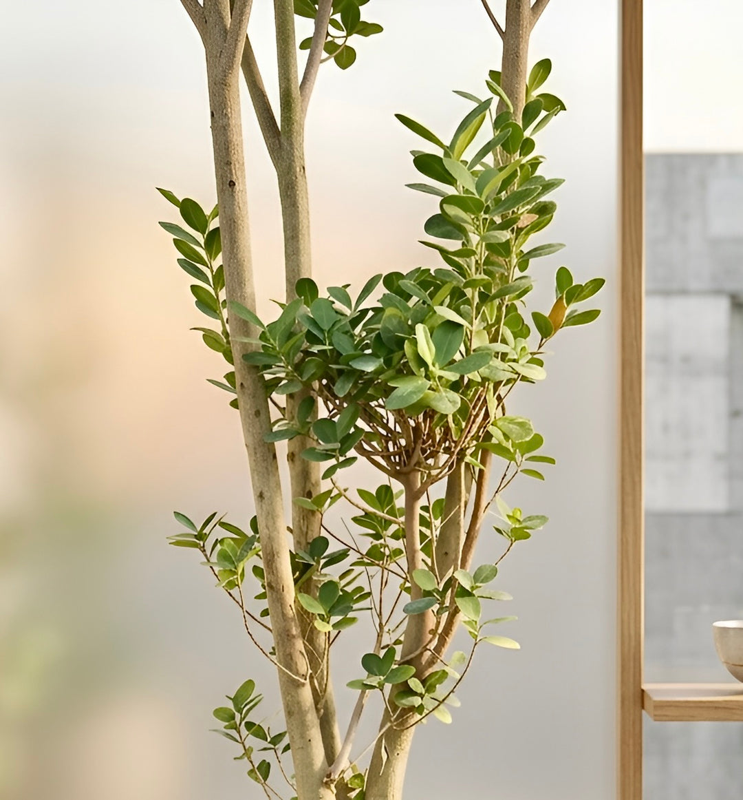 Moclame XXXL (Ficus Moclame)