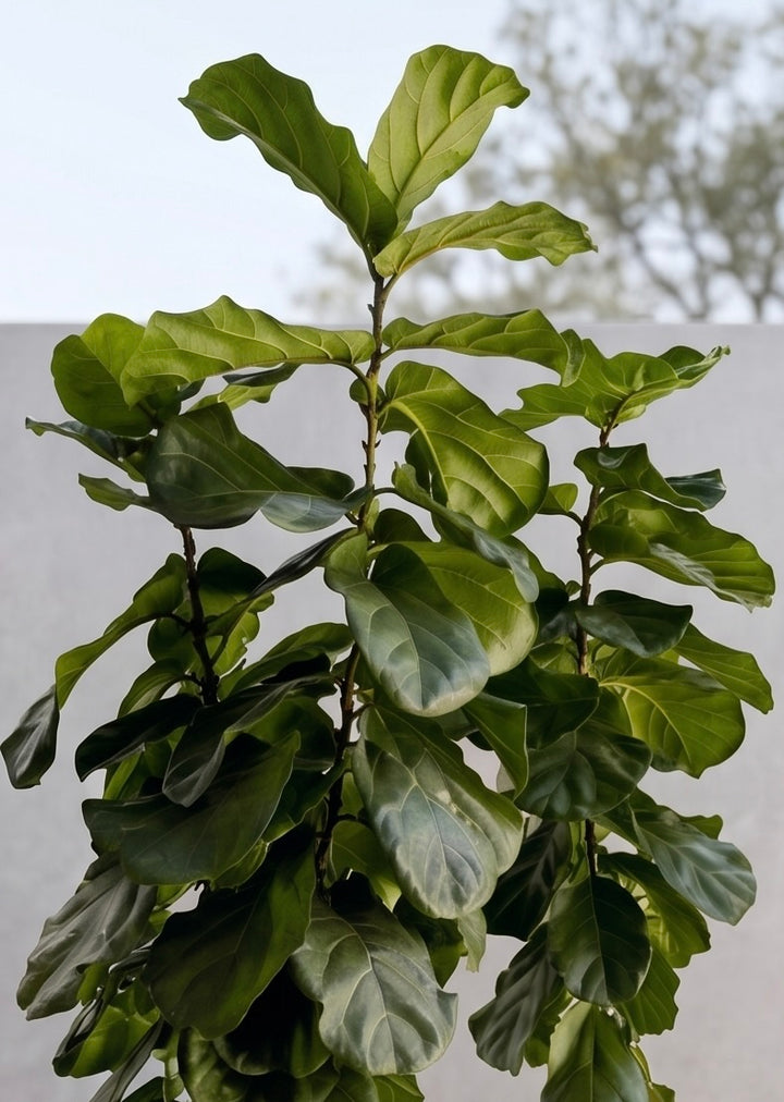 Fidel XXL (Ficus Lyrata)