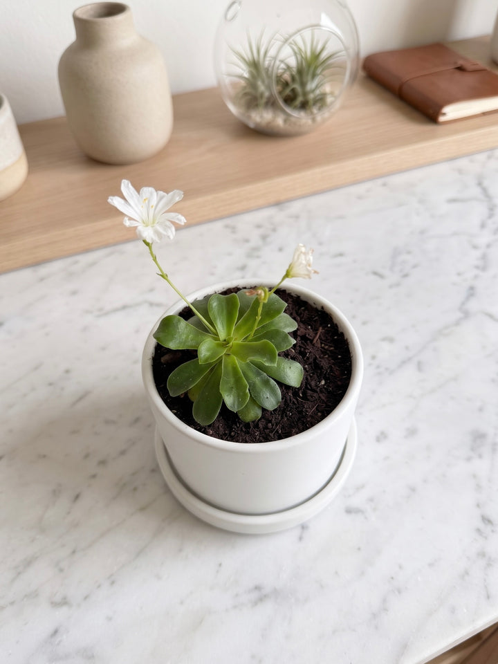 Lewisia