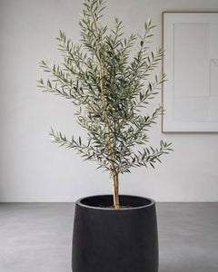 Oliver XL (Olivo)