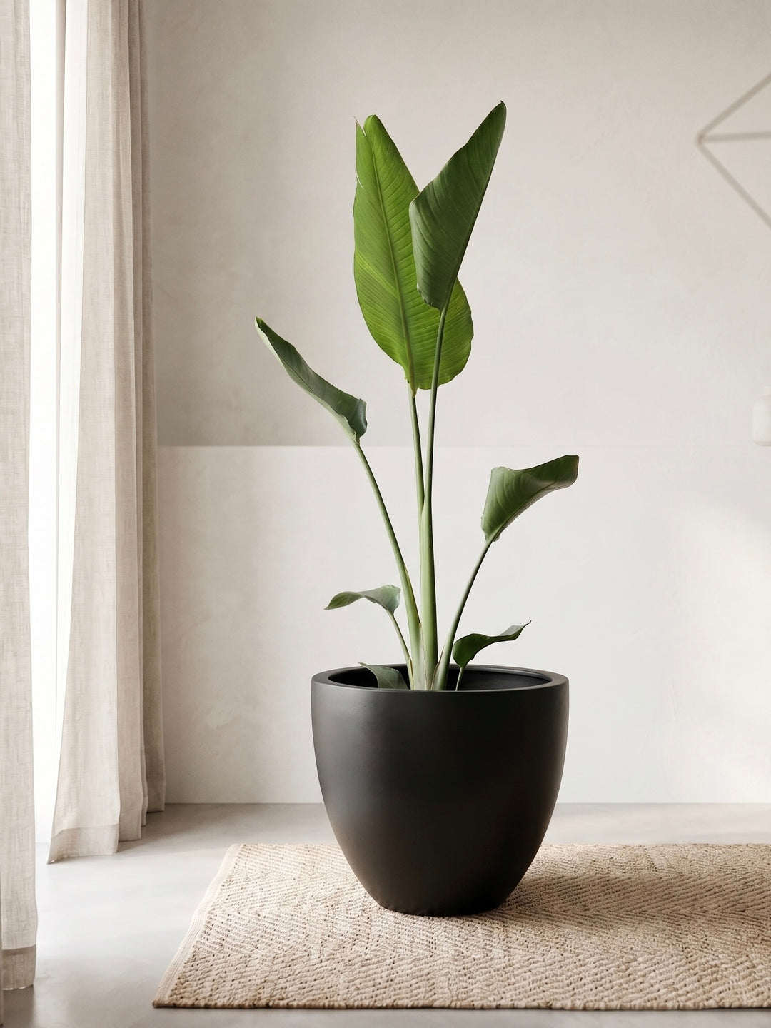 Nicolas XL (Strelitzia Nicolai)
