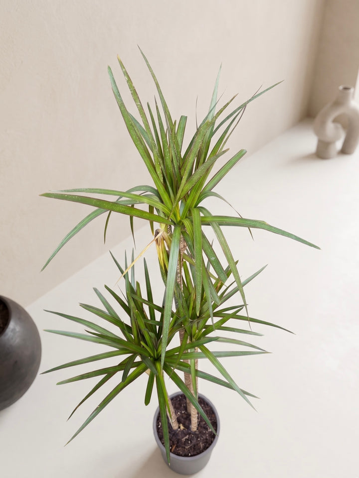 Dracena Marginata Trio