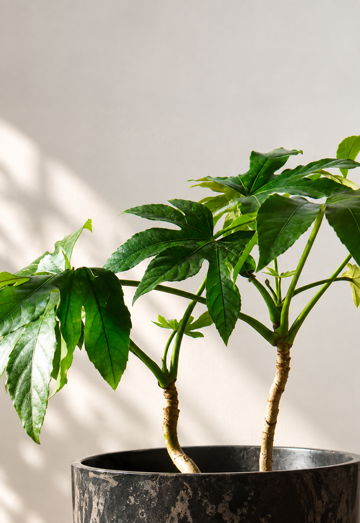 Ariana XL (Aralia Japonica)
