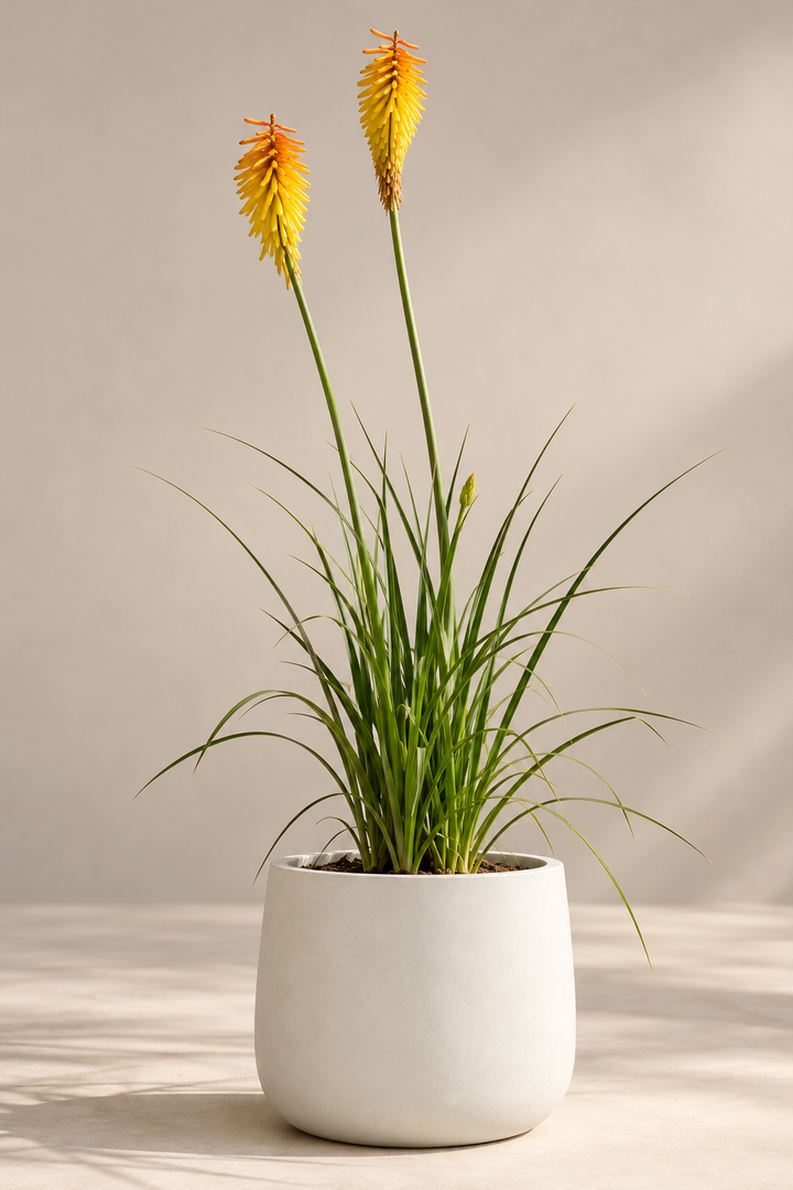 Tritoma (Kniphofia)
