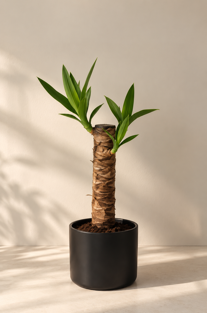 Baby Yolanda M (Yucca)