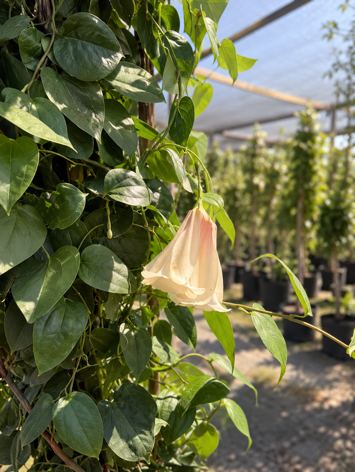 Copihue Blanco (Lapageria rosea var. albiflora)