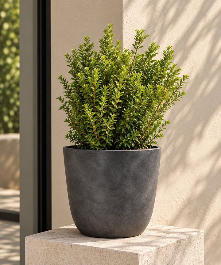 Borja L (Boj Bola)