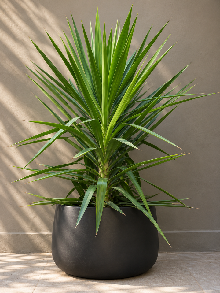 Yuli (Dracena Yucca)