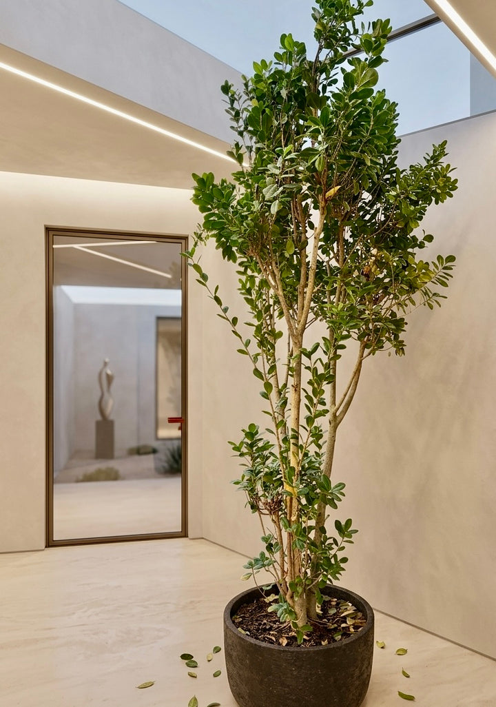 Moclame XXXL (Ficus Moclame)