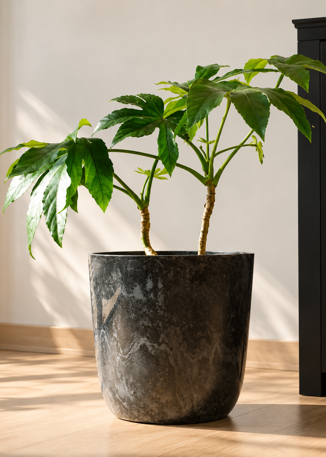 Ariana XL (Aralia Japonica)