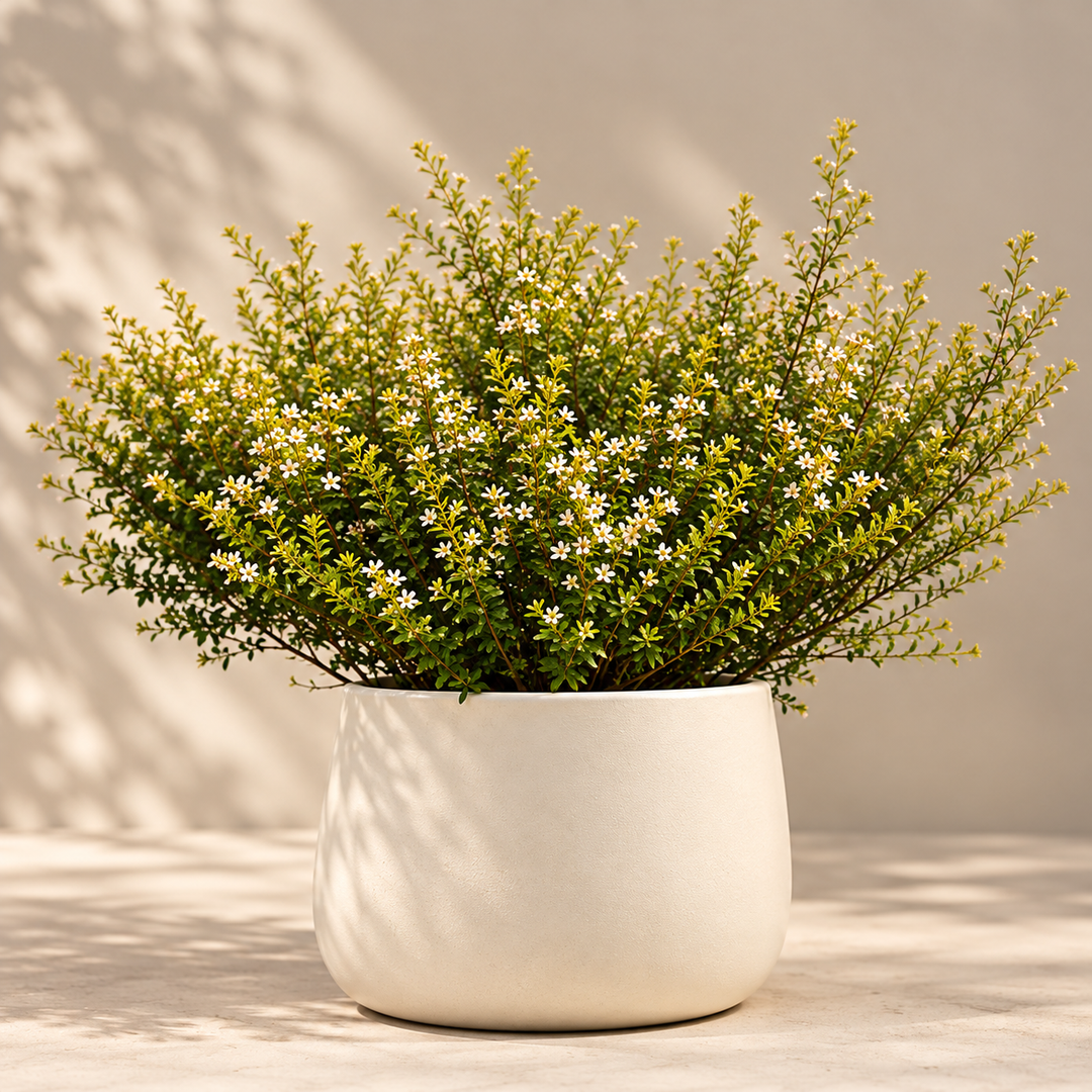 Diosma 6 años