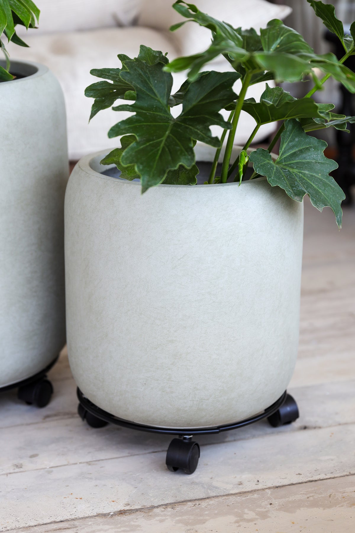 Plant Mover 30 cms