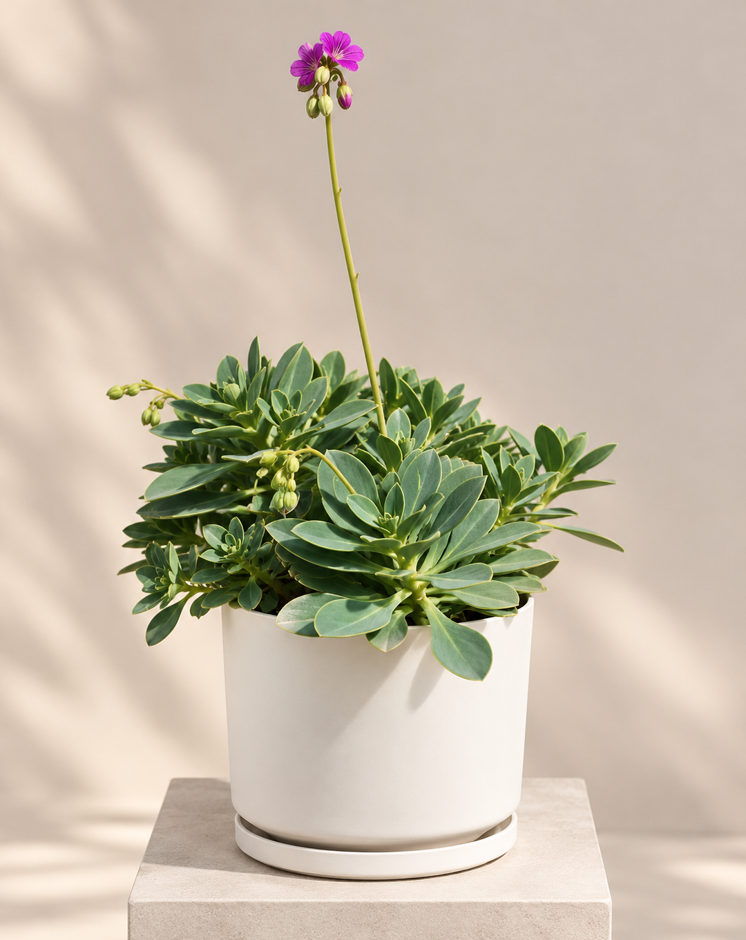 Pata de Guanaco 3 años (Cistanthe grandiflora)