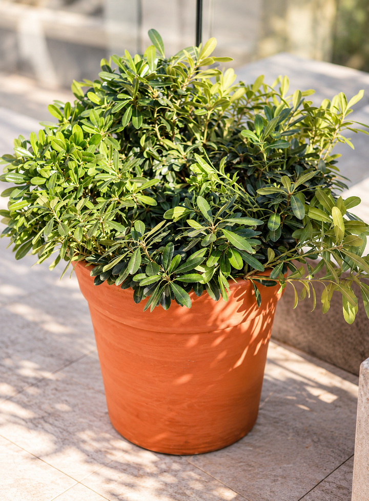 Tito L (Pittosporum Tobira Enano)