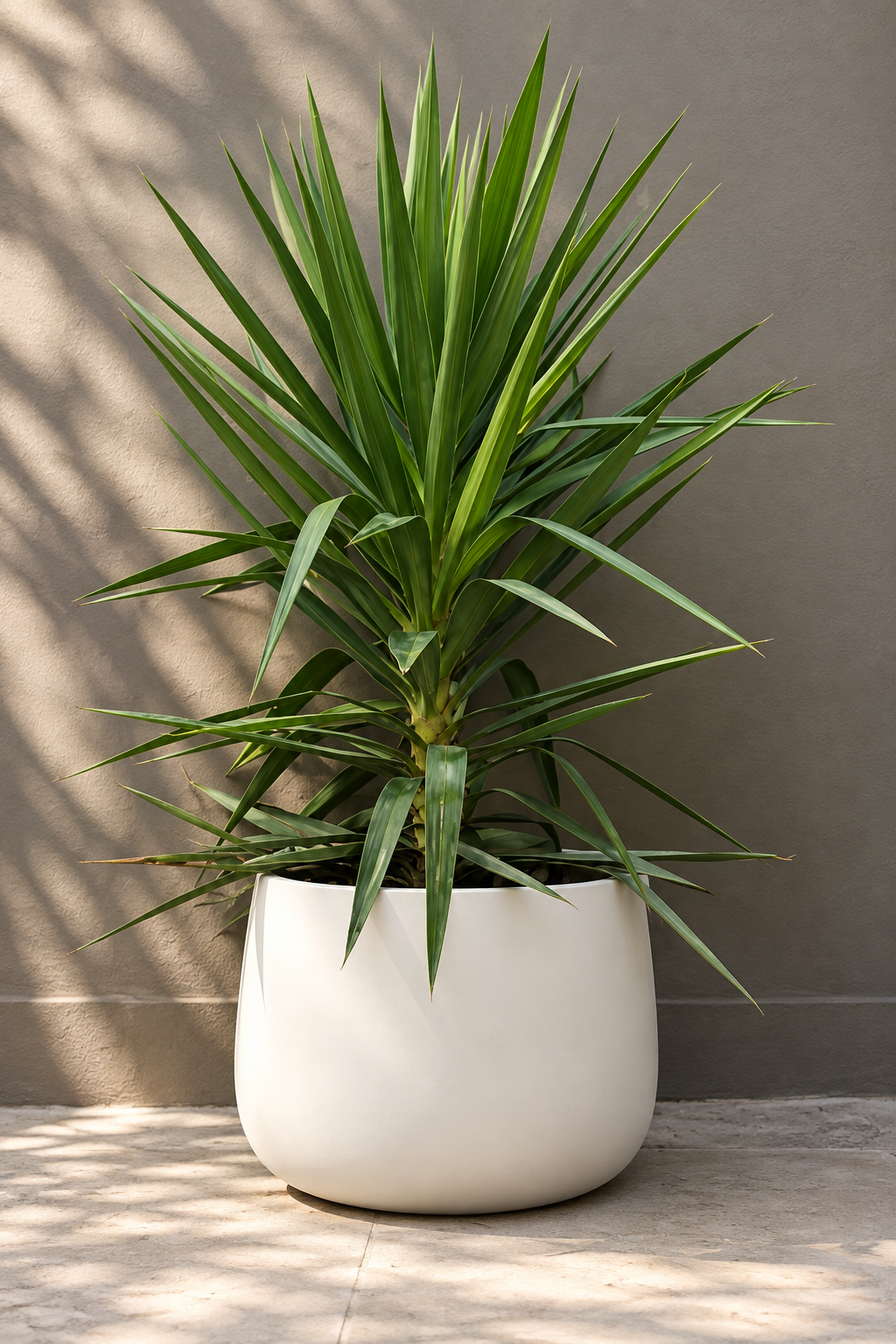 Yuli (Dracena Yucca)