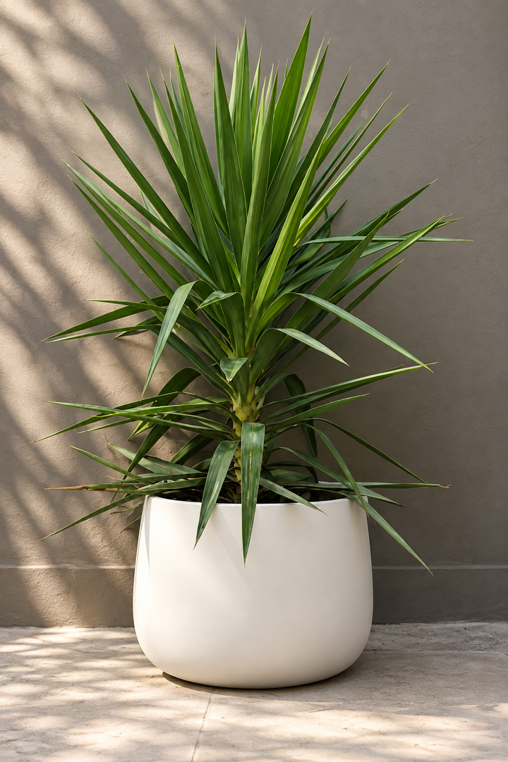 Yuli (Dracena Yucca)