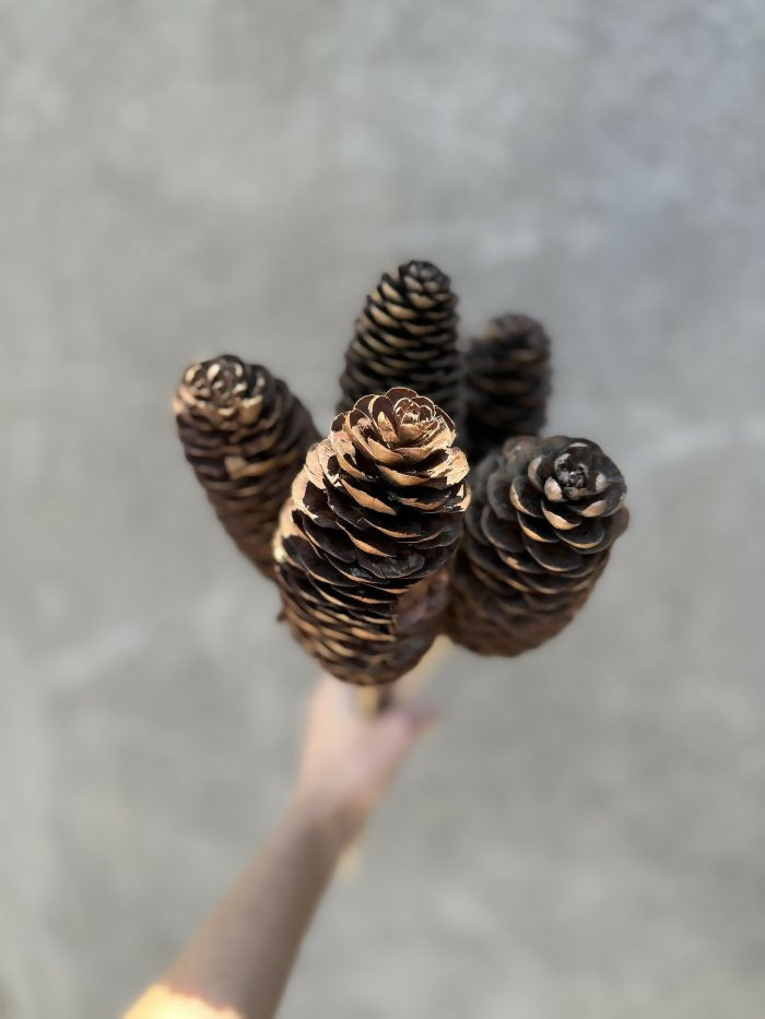 Piña Larga (5 varas)