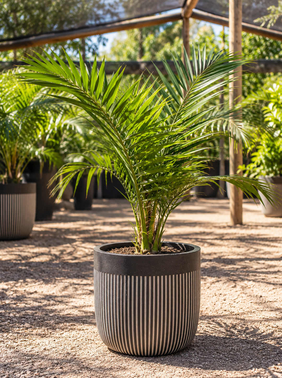 Palmera Phoenix
