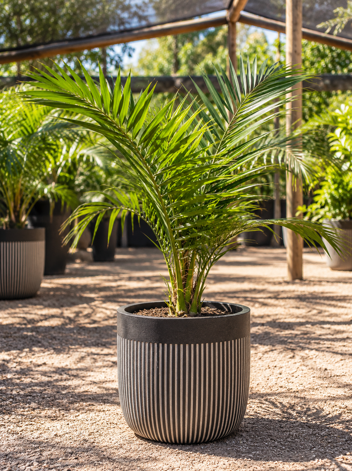 Palmera Phoenix