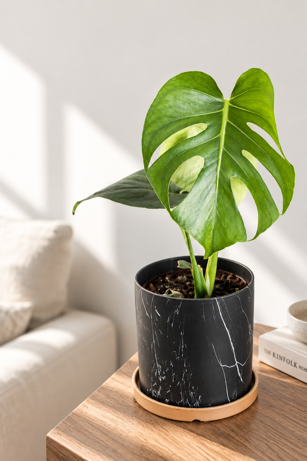 Baby Mariana (Monstera Deliciosa)