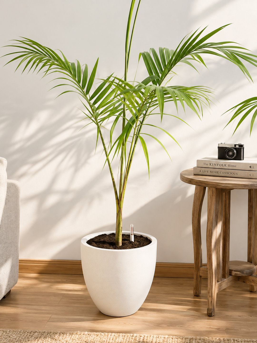 Kenny XL (Palmera Kentia)