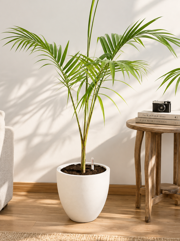 Kenny XL (Palmera Kentia)