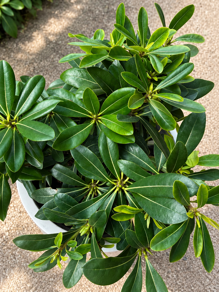 Crenata (Rhus Crenata)