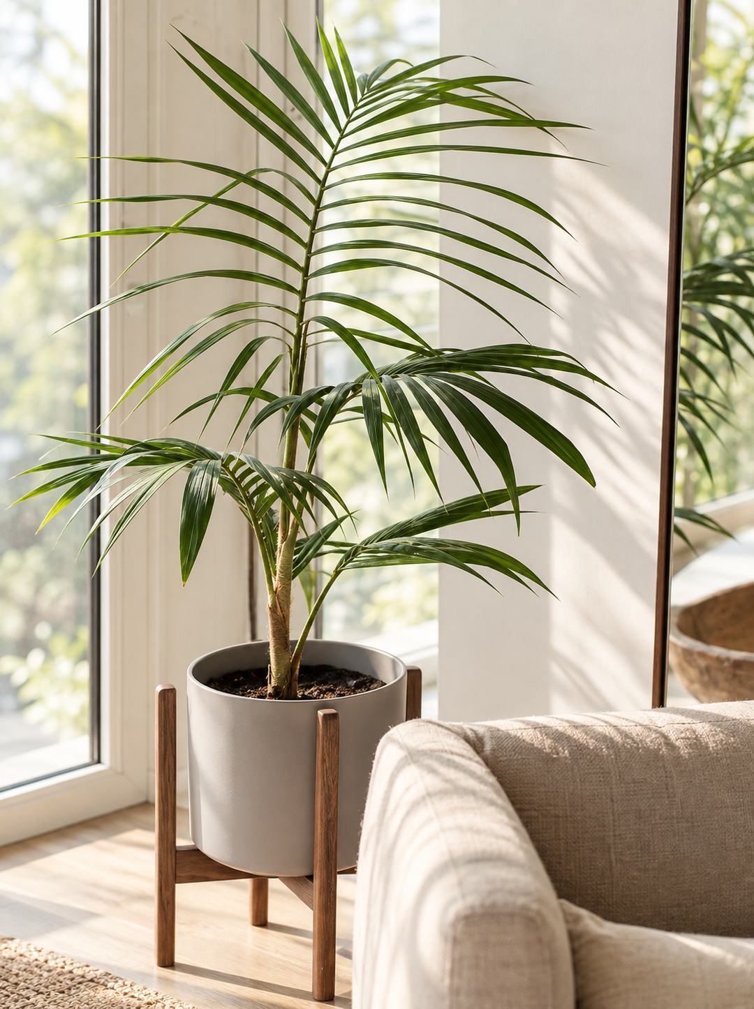 Kenny XL (Palmera Kentia)