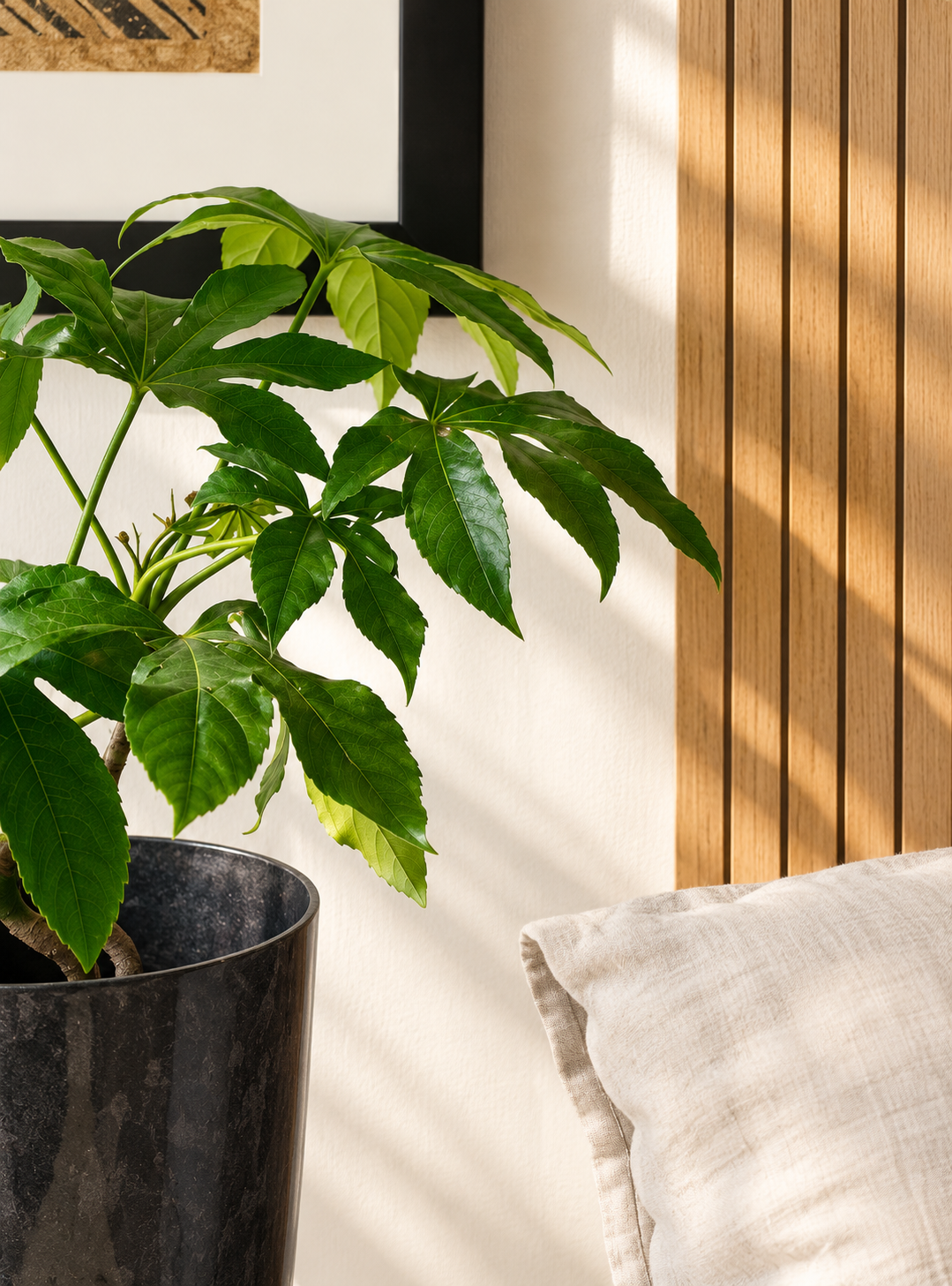 Ariana XL (Aralia Japonica)