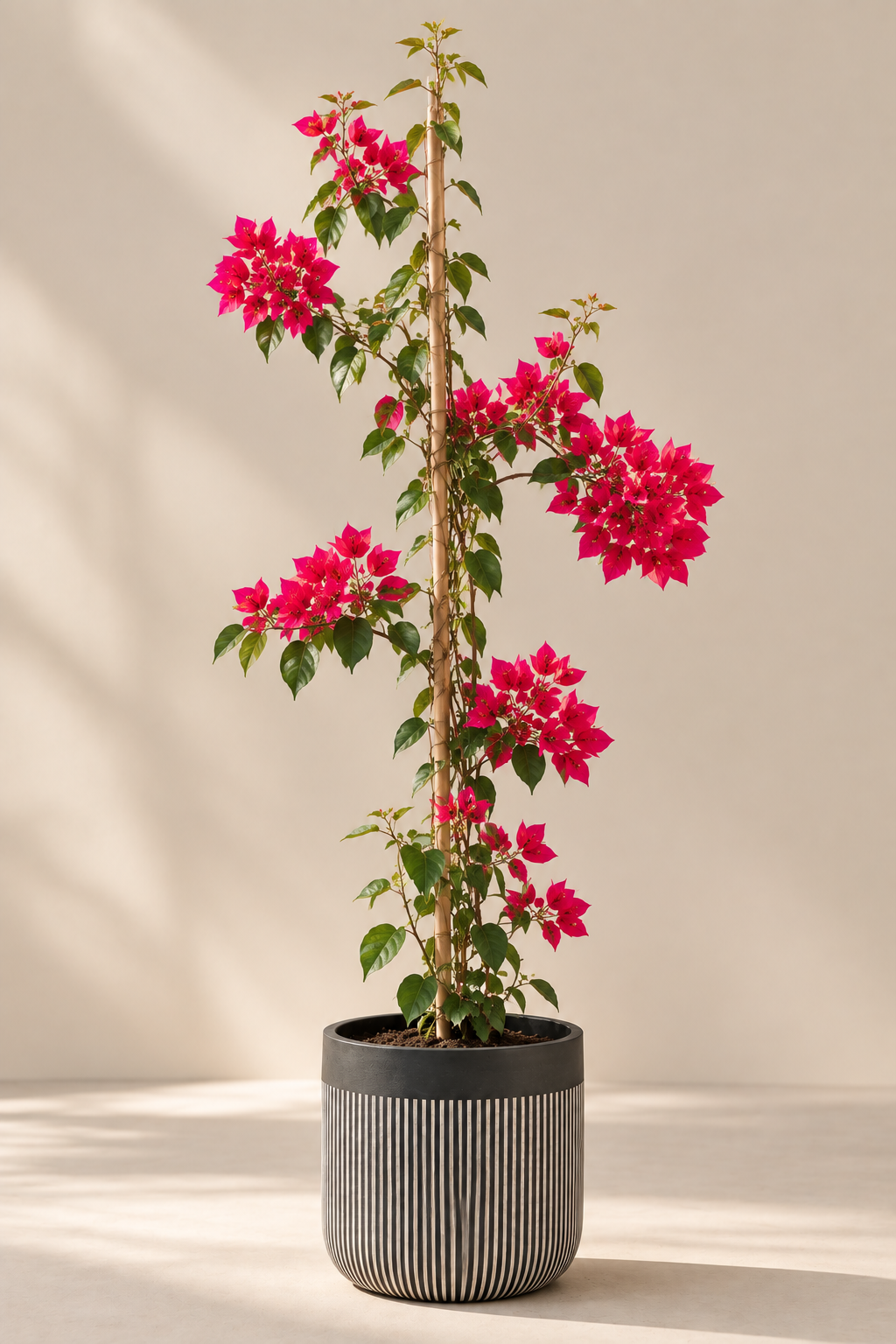 Bugambilia Enredadera