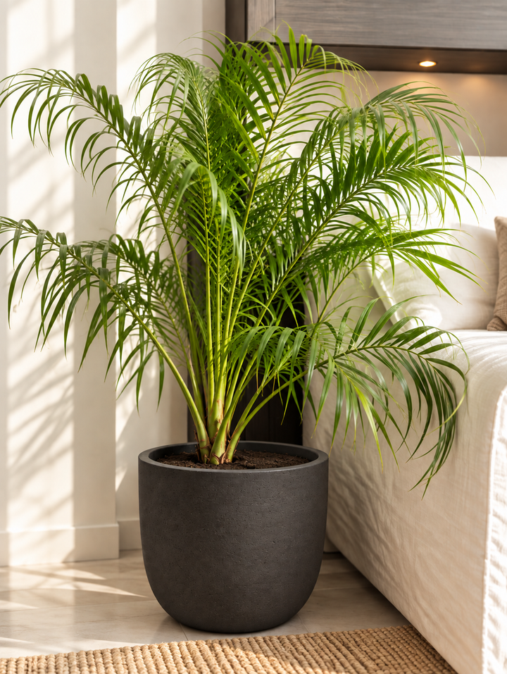 Ruby (Palmera Rubelinis)