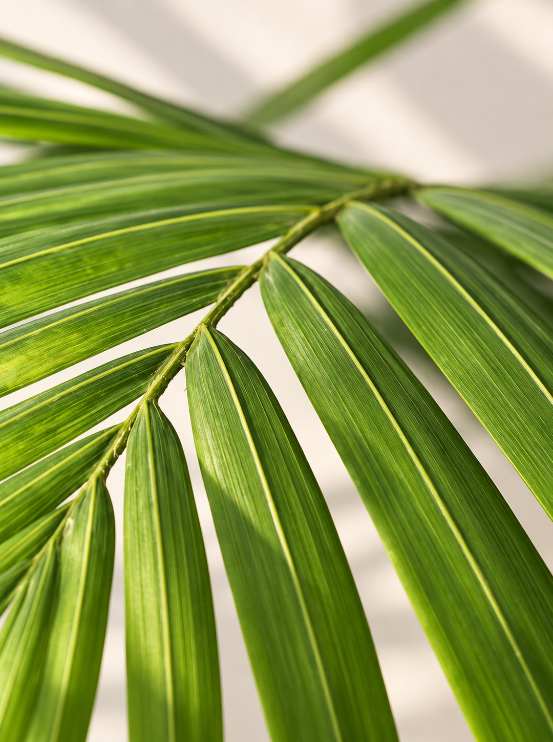 Kenny XL (Palmera Kentia)
