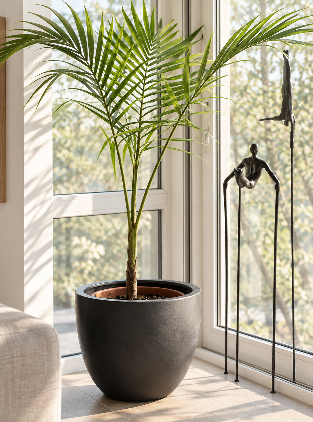 Kenny XL (Palmera Kentia)