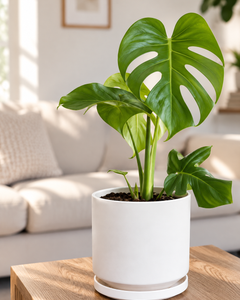 Baby Mariana (Monstera Deliciosa)