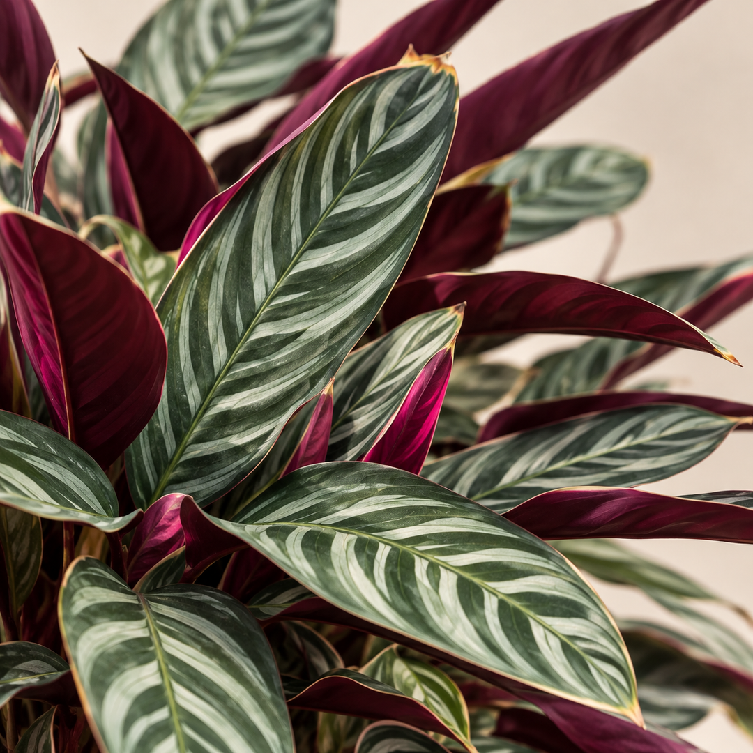 Ctenanthe Oppenheimiana Pink 5 años