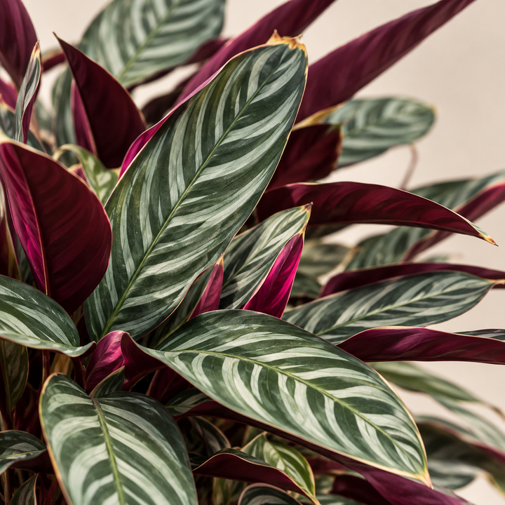 Ctenanthe Oppenheimiana Pink 5 años