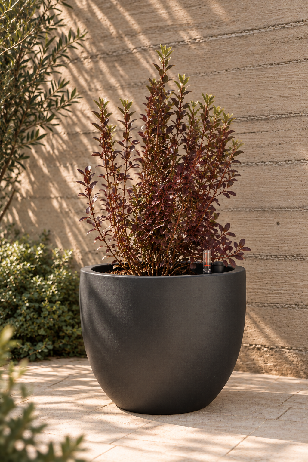 Osmar (Coprosma Chocolate)