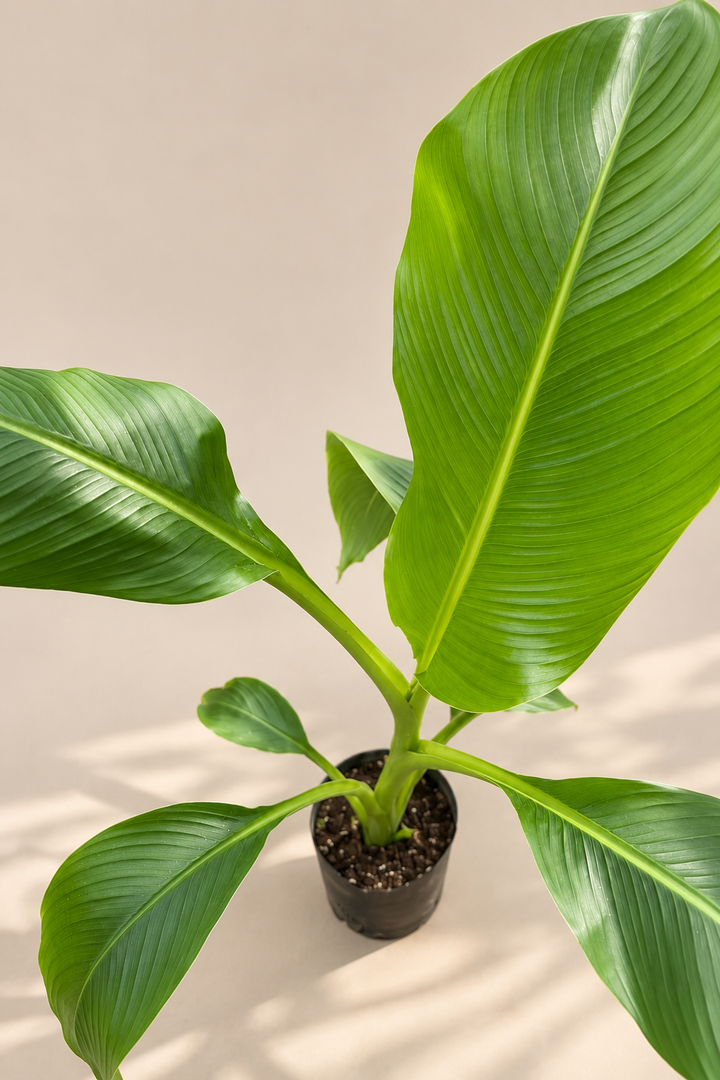 Banano L (Alto)