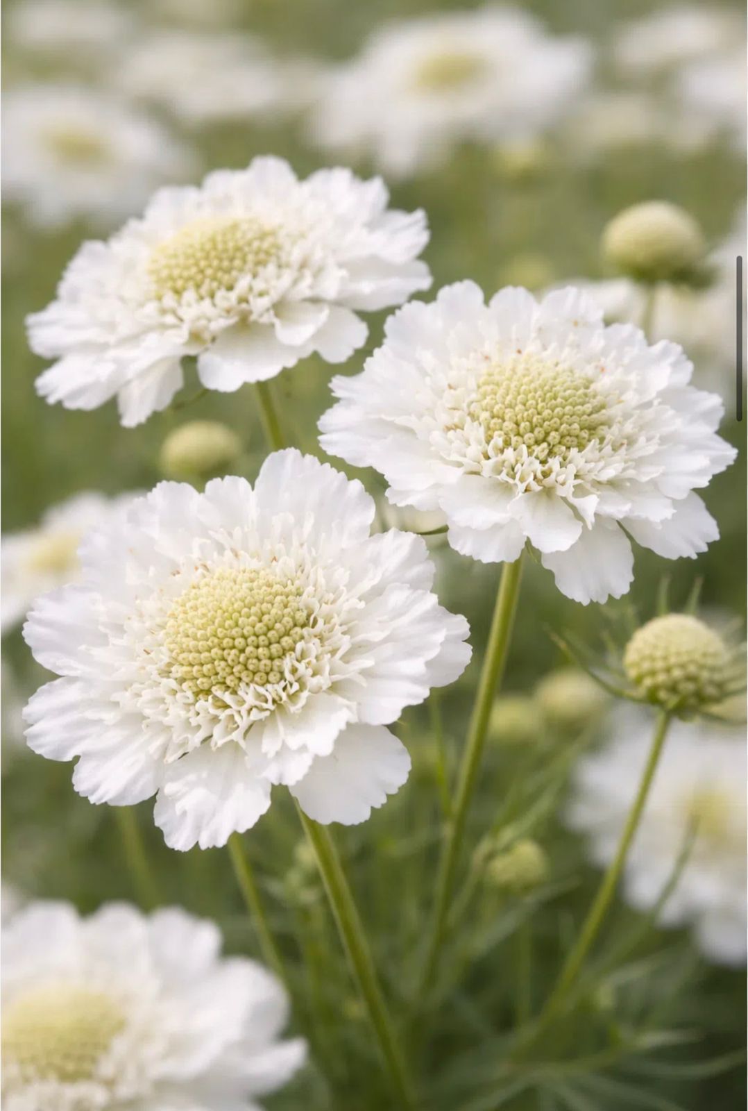 Ramo de Flores Frescas